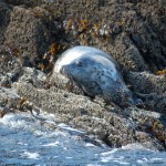 Marine Mammals