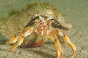 Hermit Crab