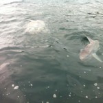 Mola Mola