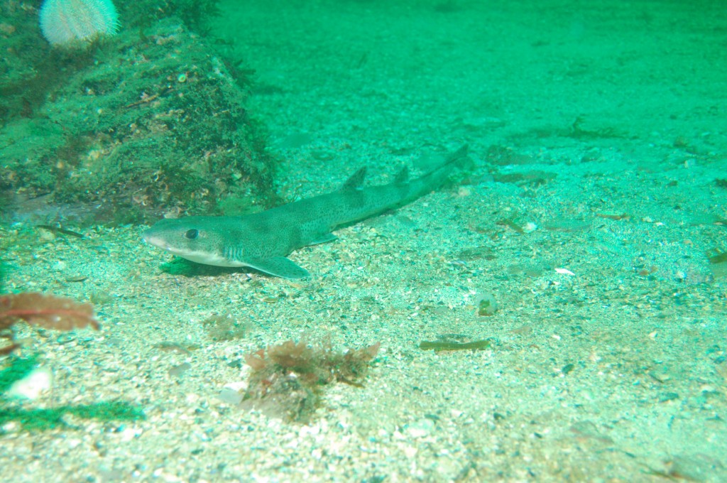 catshark is