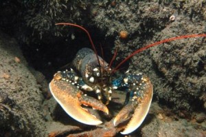 Lobster Black Head Ireland