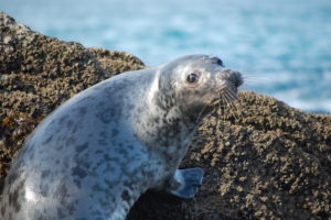 Seal at Old Head of Kinsale