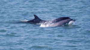 Bottle Nosed Dolphin Kinsale Harbour