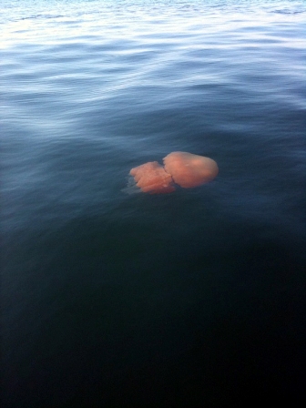 Barrel Jellyfish Spotted West of Old Head of Kinsale