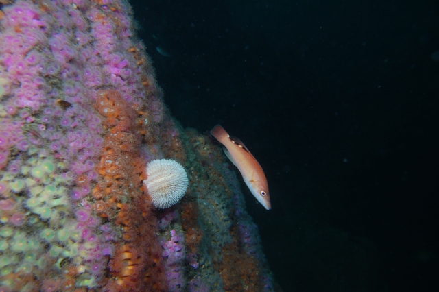 A wall of Anemones