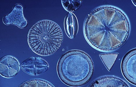 Phytoplankton- Diatoms