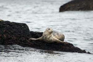 Seal, diving, ireland cork marine life, 