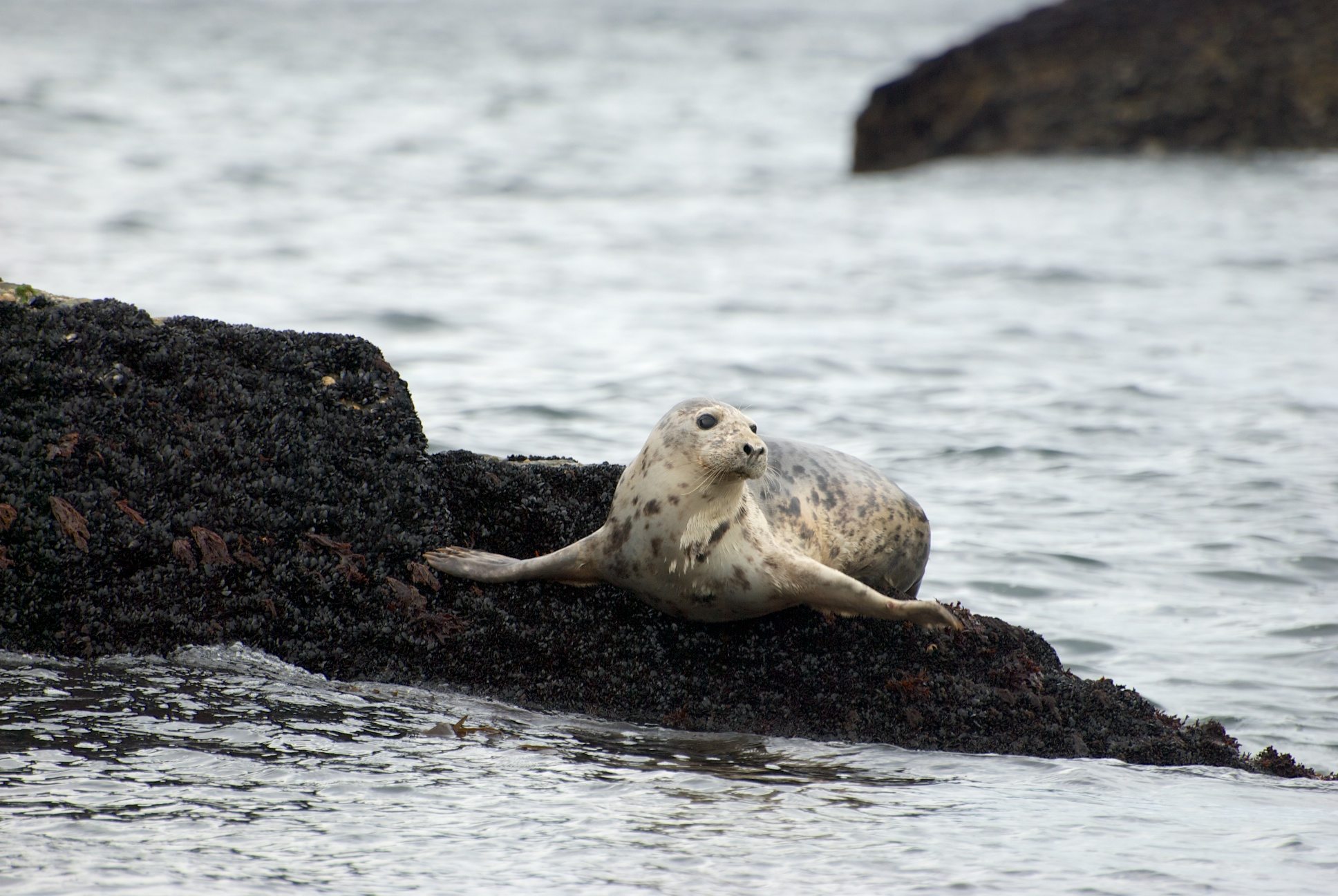 Playing with Seals