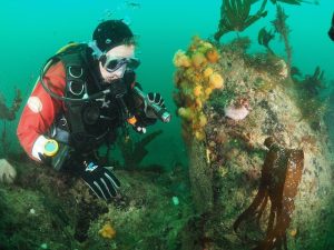 Diver on reef on the Wild Atlantic Way Kinsale