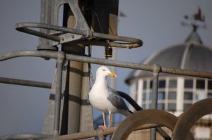 Gull in St Ives
