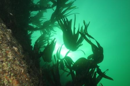 Sunlight through the Kelp