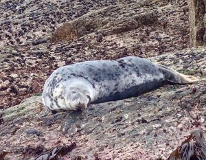 Sleeping Seal