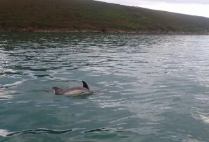 Common Dolphins