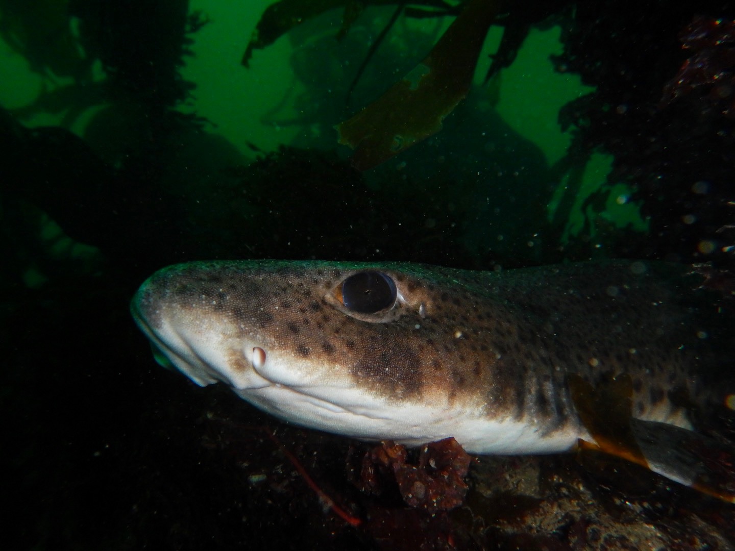 The Unassuming CatShark