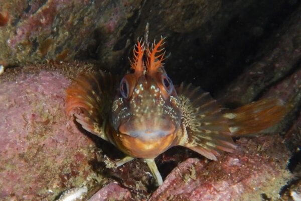 21414909_10203742563682263_1057823485343804846_o fish up close