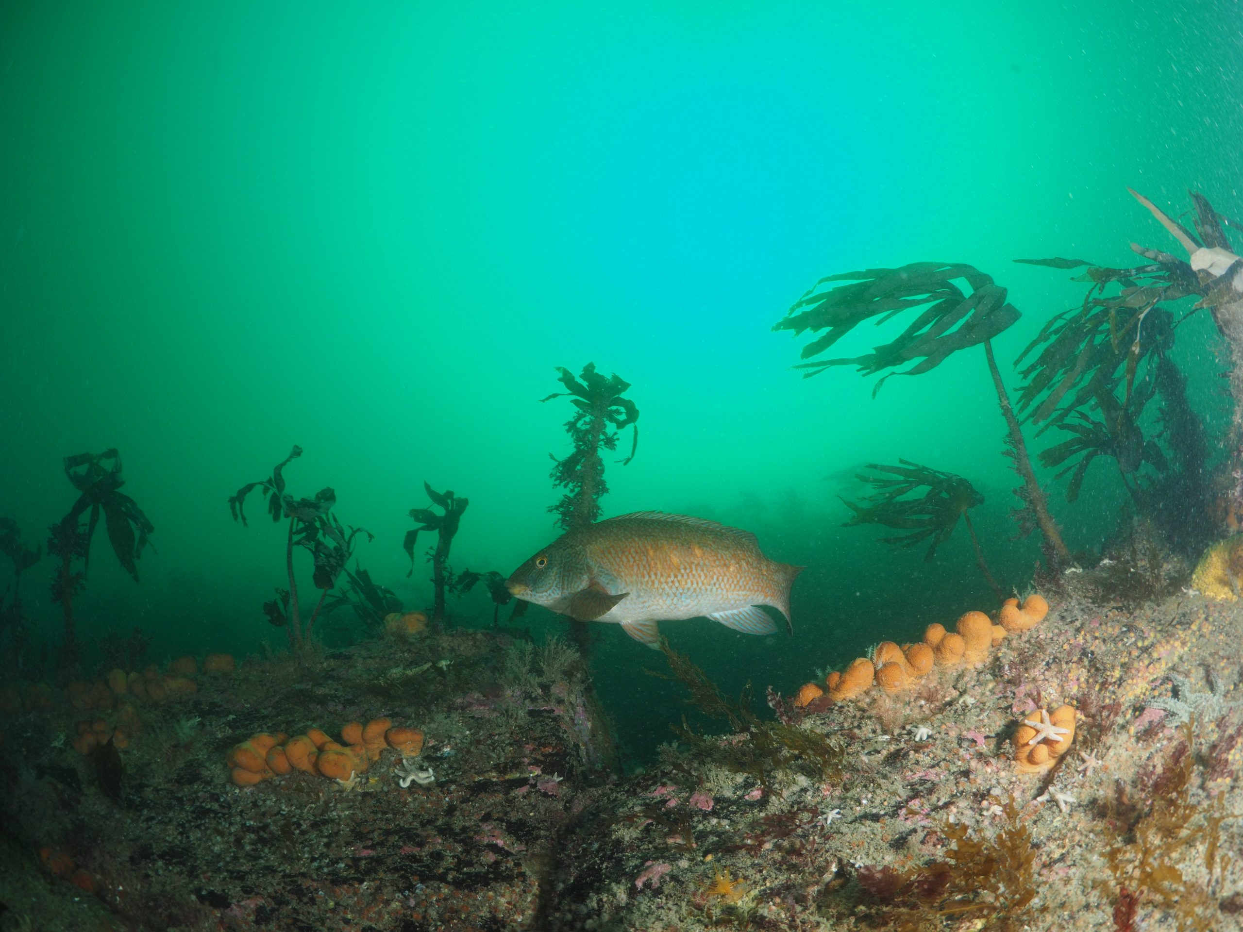 fish swimming above reef
