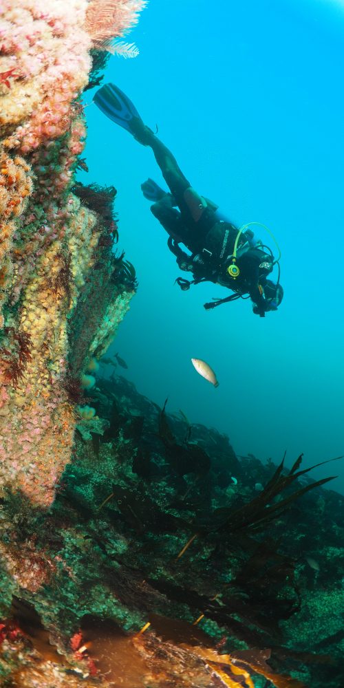 diver on reef
