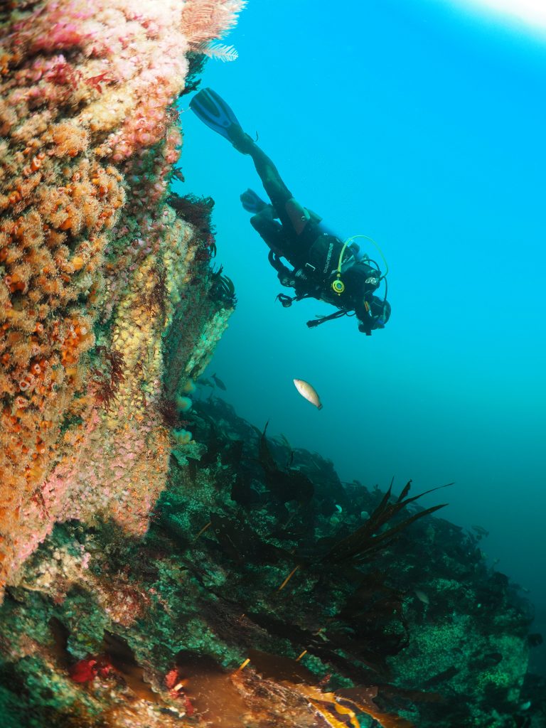 diver on reef