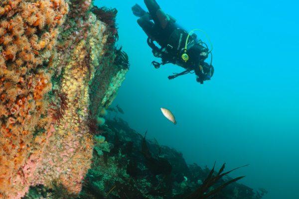 OLYMPUS DIGITAL CAMERA diver on reef