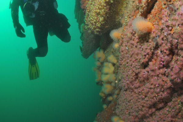 Diver on Wall Diver on Wall