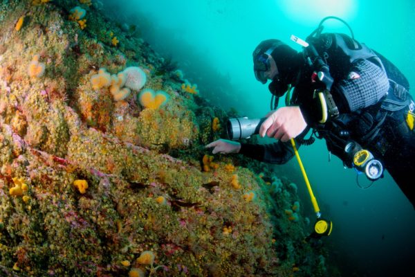 Diver on Reef in Ireland Diving Cork