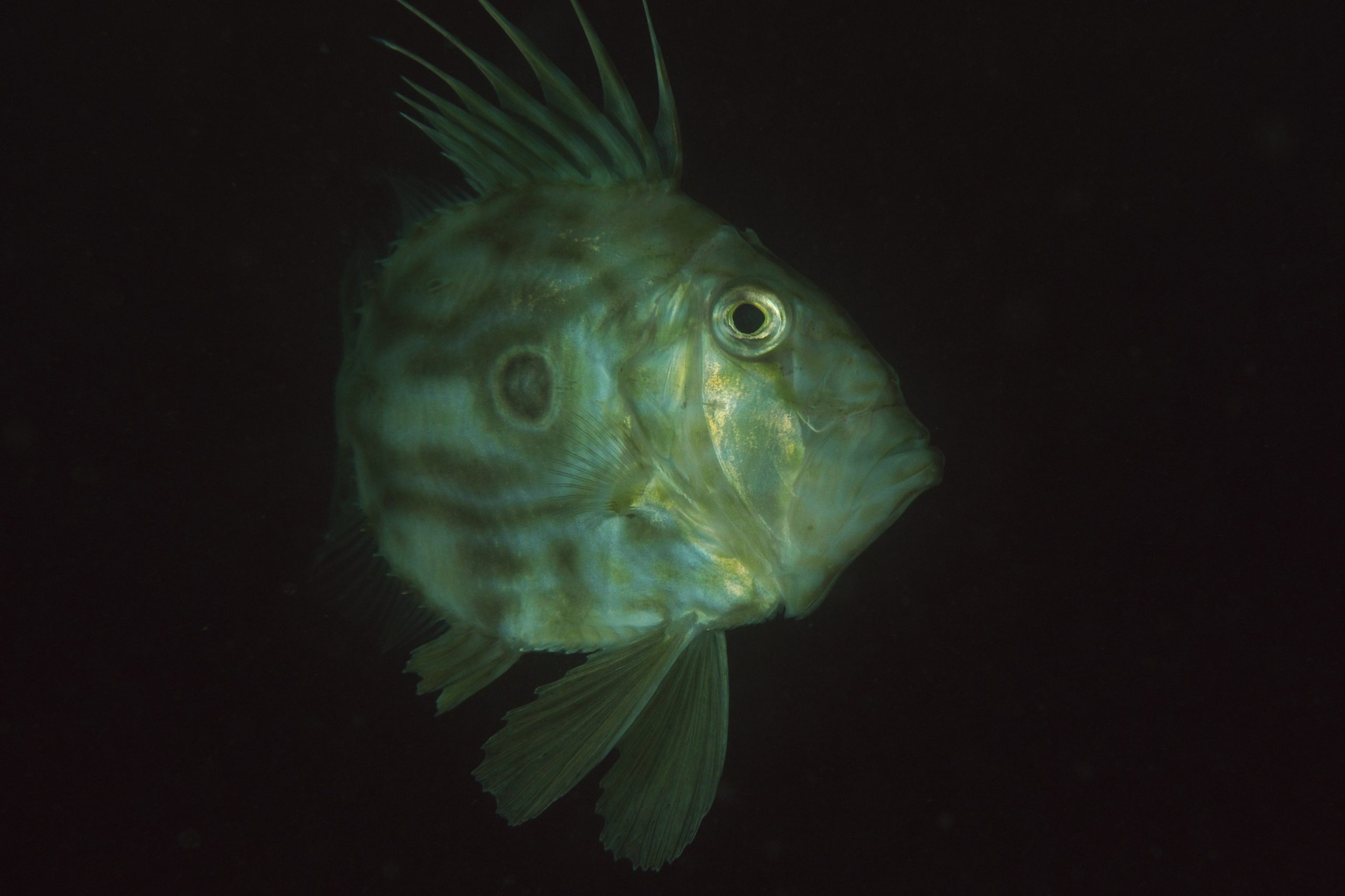 John Dory