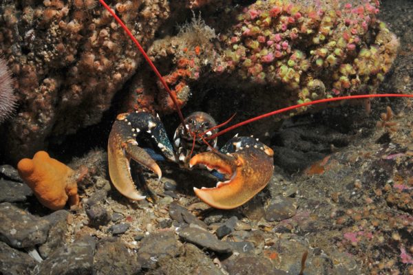 Lobster Lobster on Cork Reef