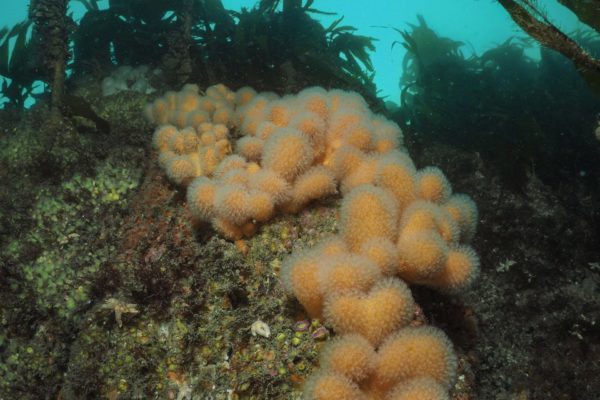 Colourful Reef Colourful Reef