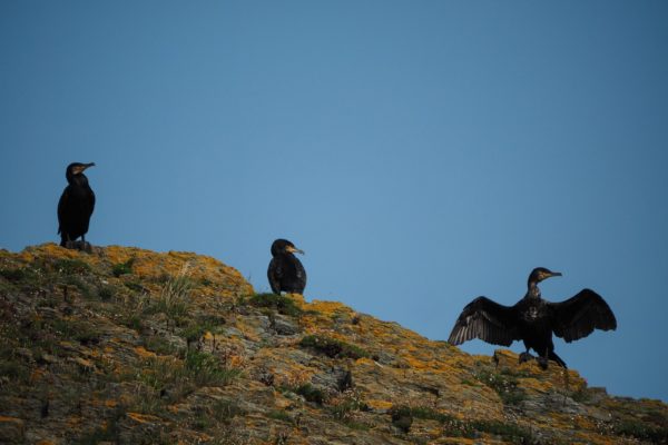 Cormorants Cormorants