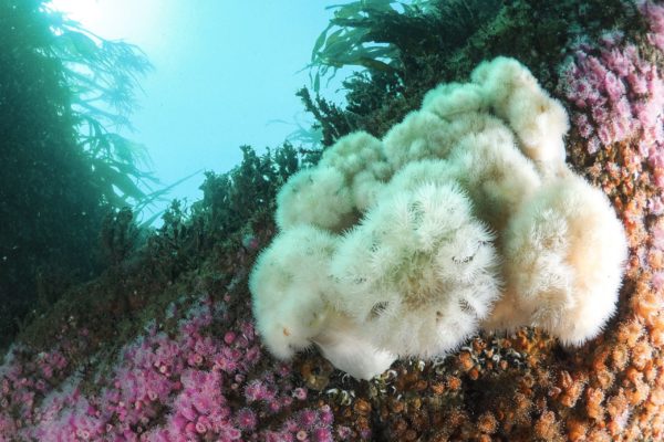 P9050201 underwater fauna