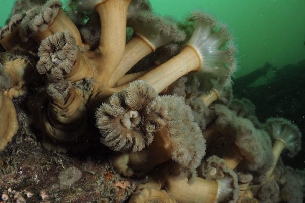 Plumose Anemones Plumose Anemones