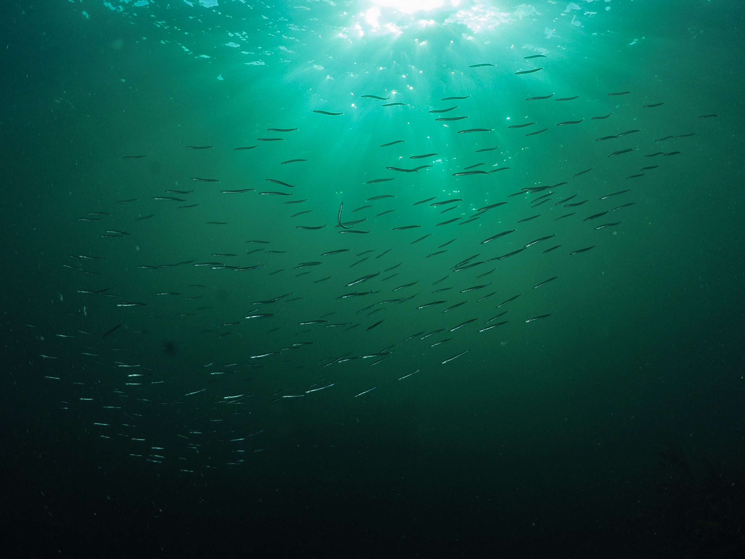 loads of fish swimming under water