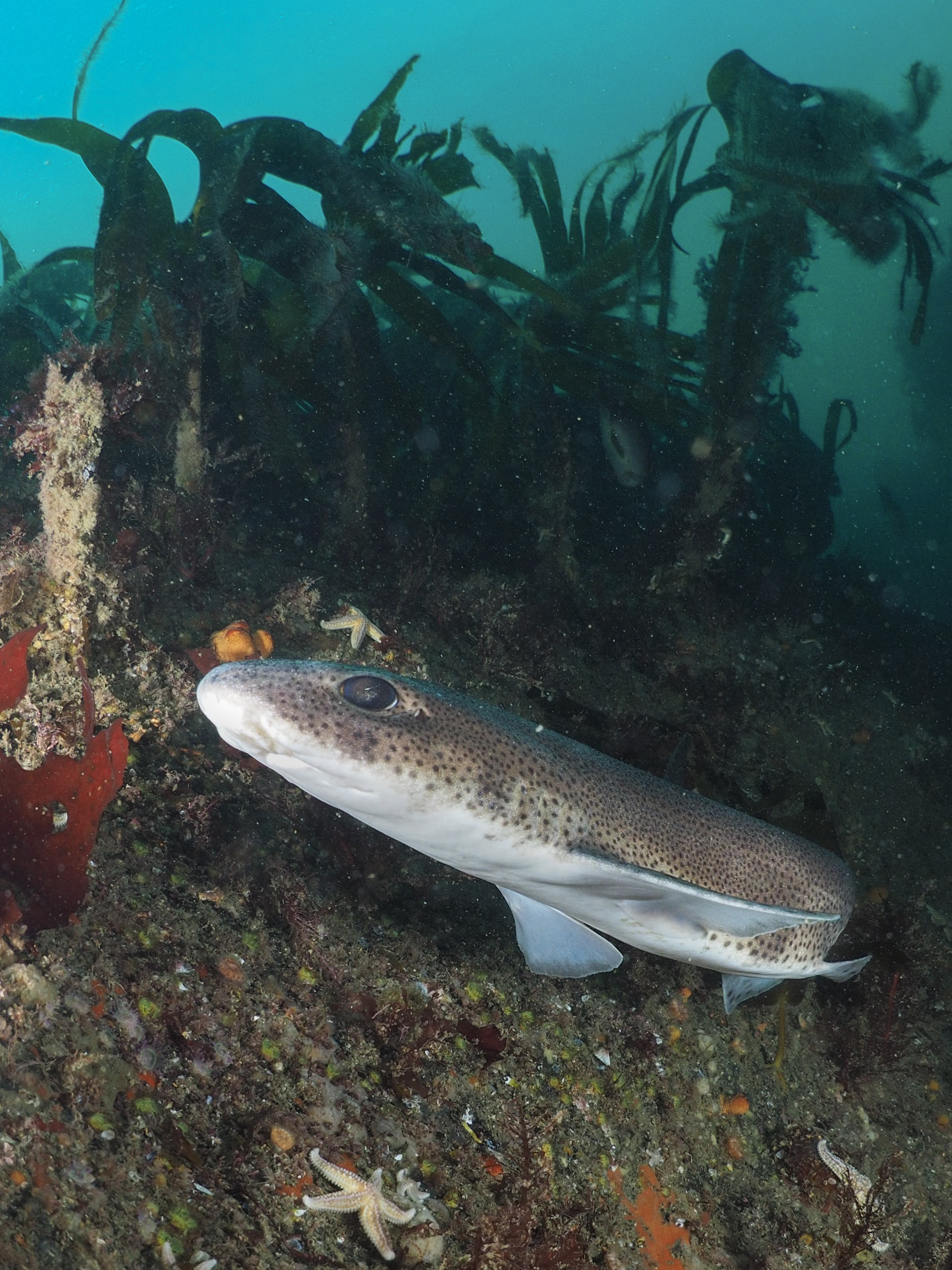 Cat Shark on the reef at the Old Head of Kinsale Cork