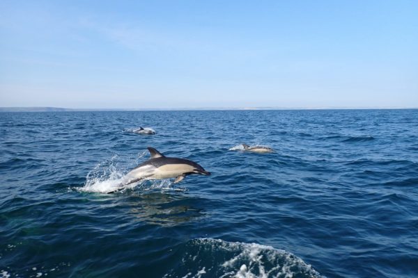 Common dolphins at play Common dolphins at play