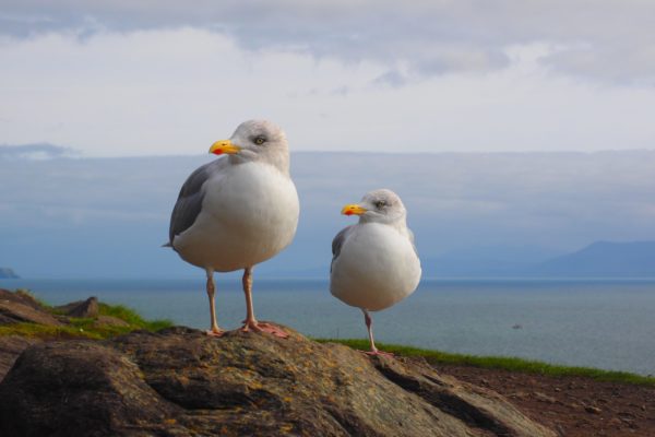 Herring Gull Herring Gull