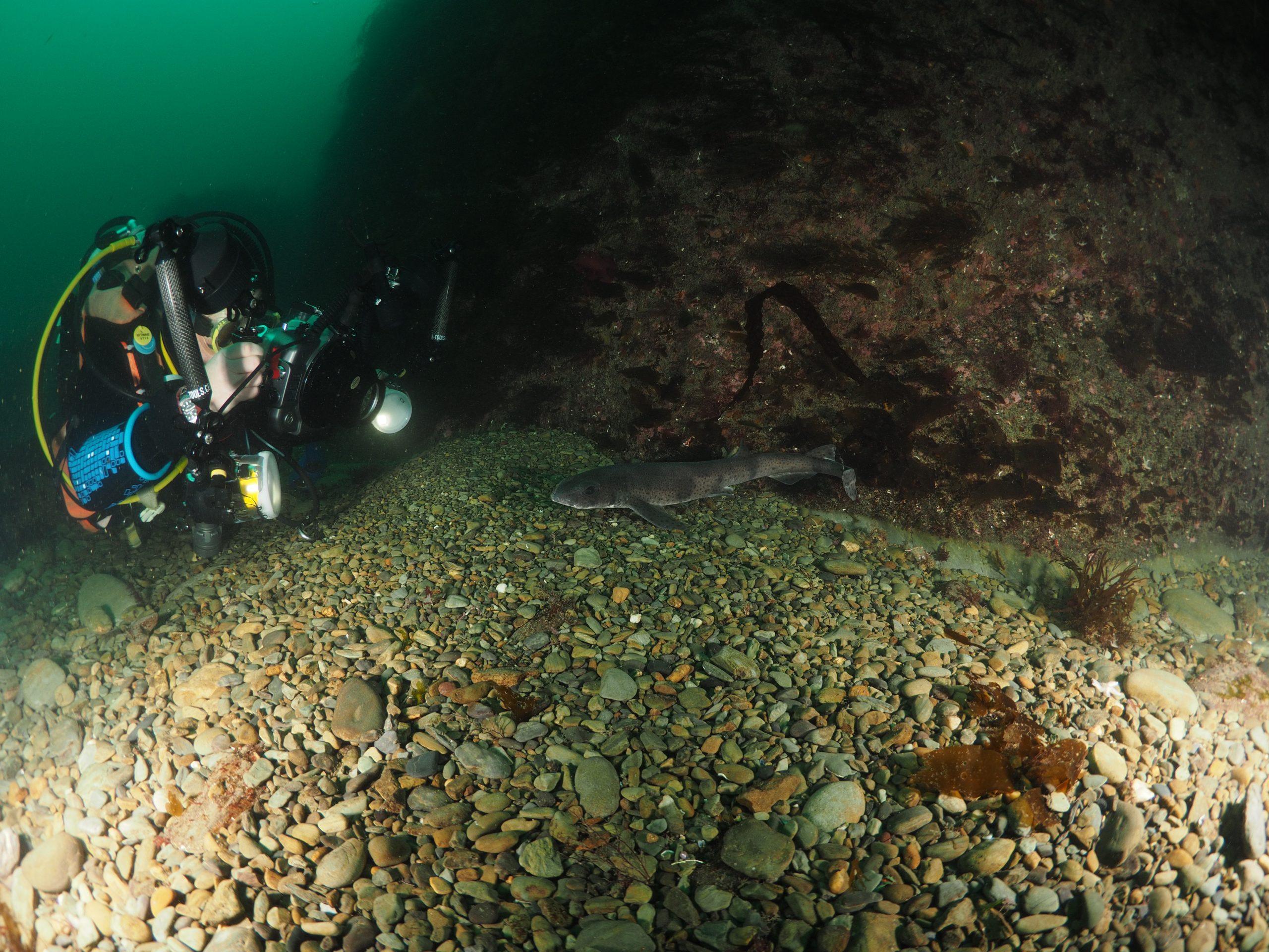 diver taking a picture of a fish under water at reef