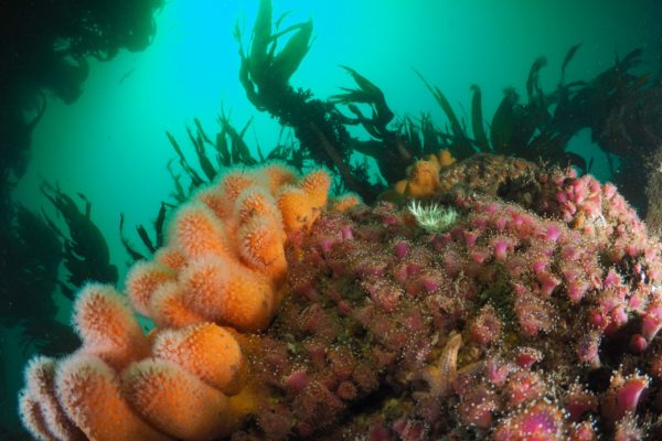 Colourful Reef Colourful reef diving in Cork