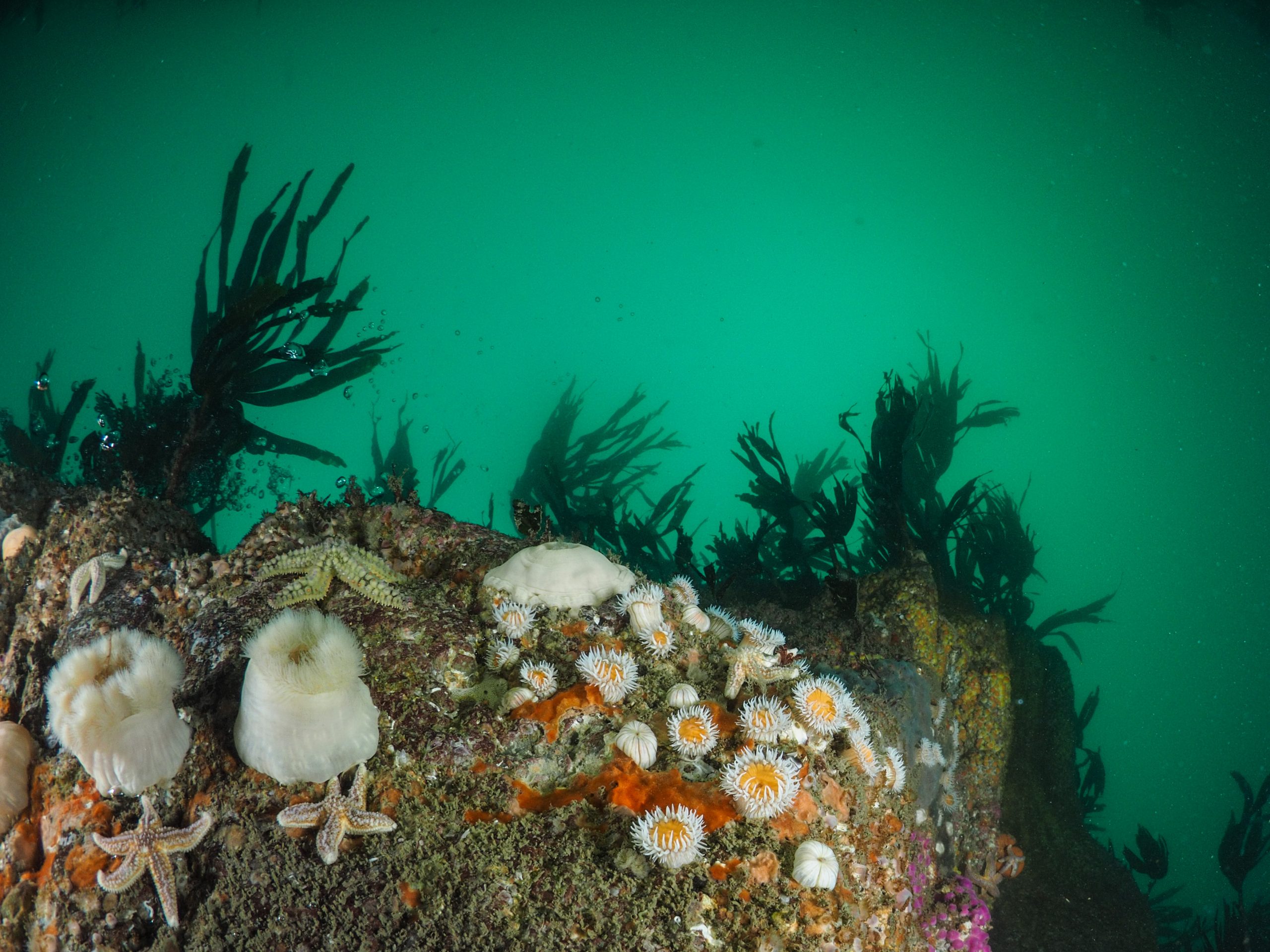 Typical Reef seen while diving in Ireland