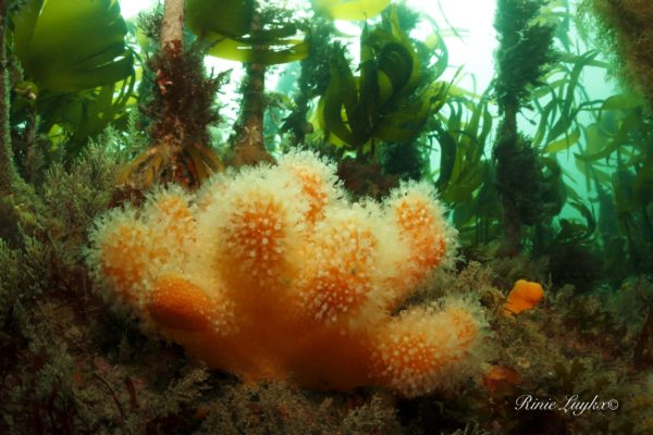 Rinie Luykx_Q2A8197 underwater fauna