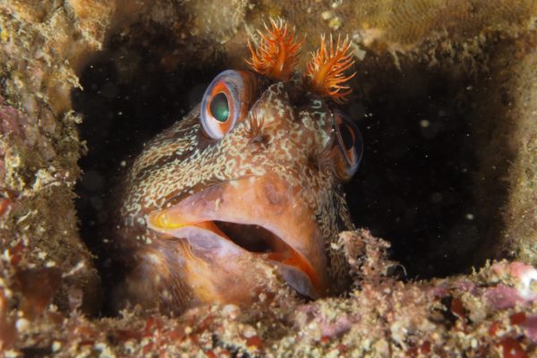 Tompot Blenny Tompot Blenny