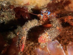 Spiny Squat Lobster 