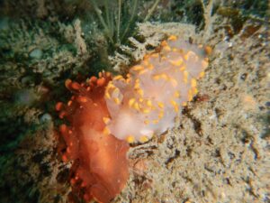 Nudibranches 