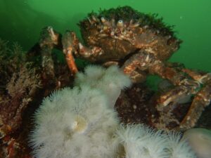 Spider Crab are often seen while diving in Ireland