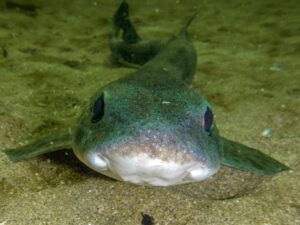 Cat Shark on Sand showing the fishes nostrils, white skin on the underside of the body and darker grey blotchy on the back
