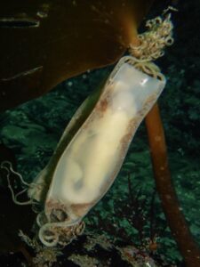 baby Cat Shark in egg case