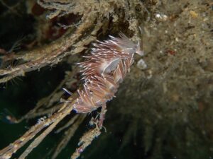 Nudi on Hydroid