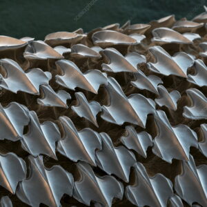 Cat Shark skin seen under a microscope showing the overlapping tooth structure called dermal denticles