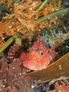 Scorpion Fish