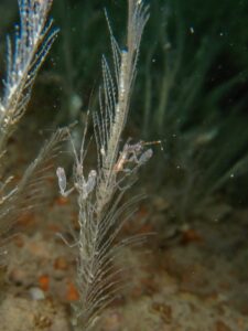 skeleton shrimp