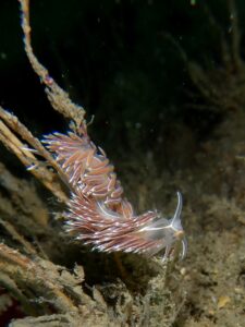 Nudibranch on Hydroid